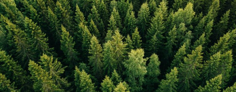 trees