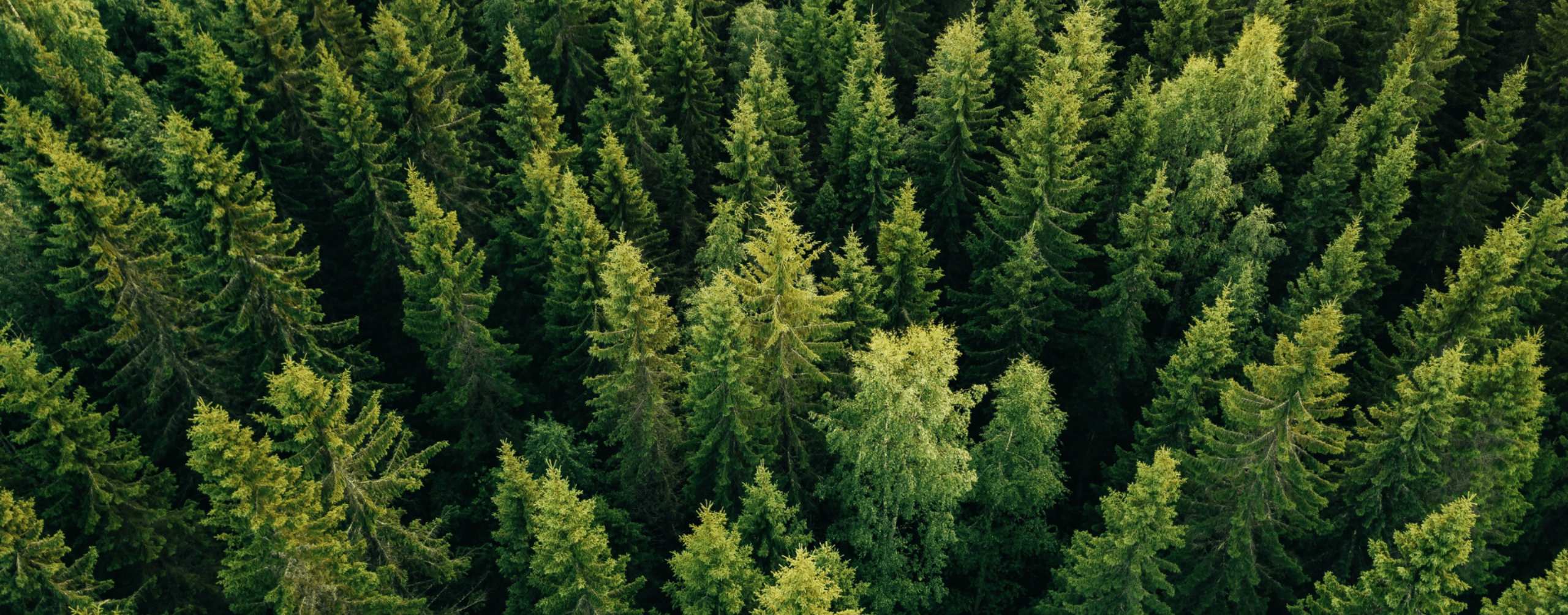 trees